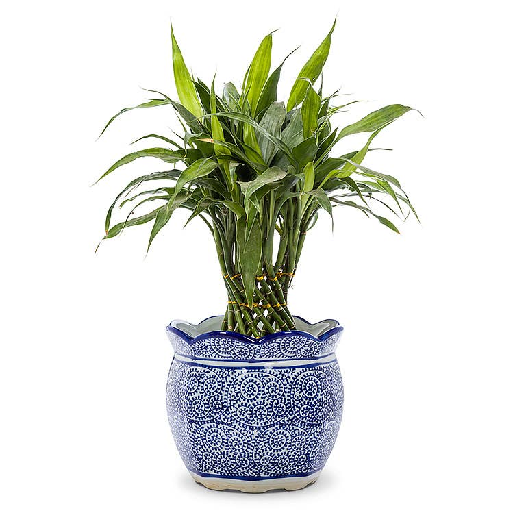 Blu/Wht Scallop Edge Planter-7"H-1479