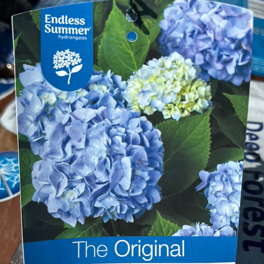 Hydrangea Endless Summer