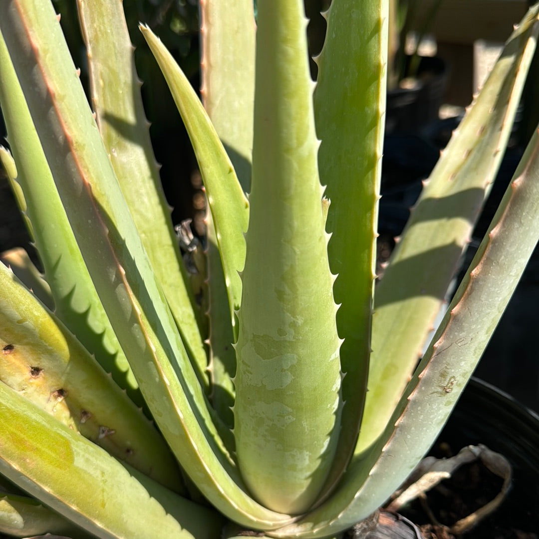 Aloe Vera