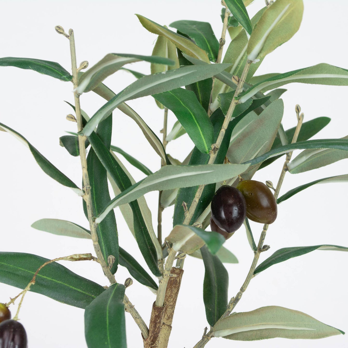 Olive Leaf Tree 12"