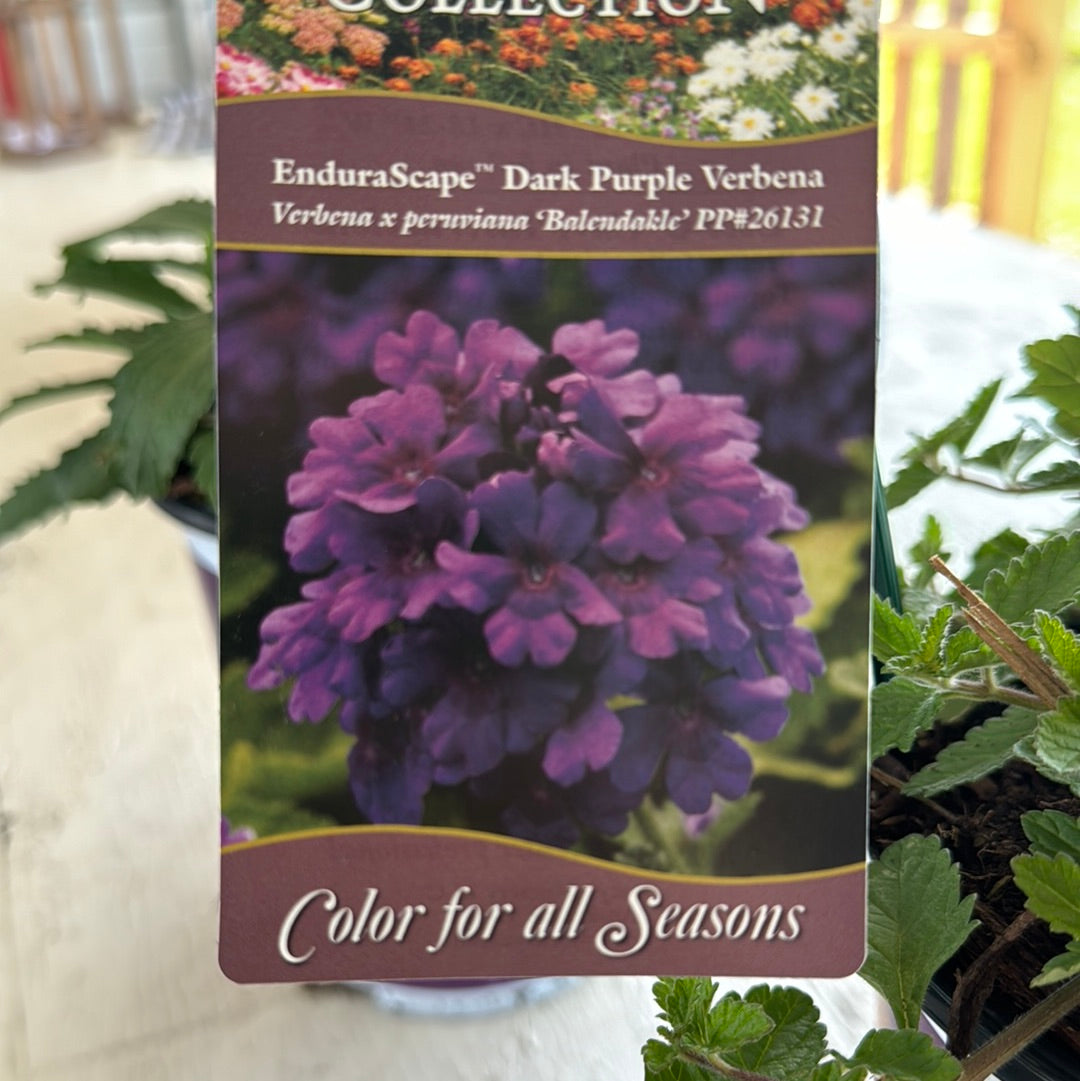 Verbena Endurascape Dark Purple – Becnel's Home & Garden