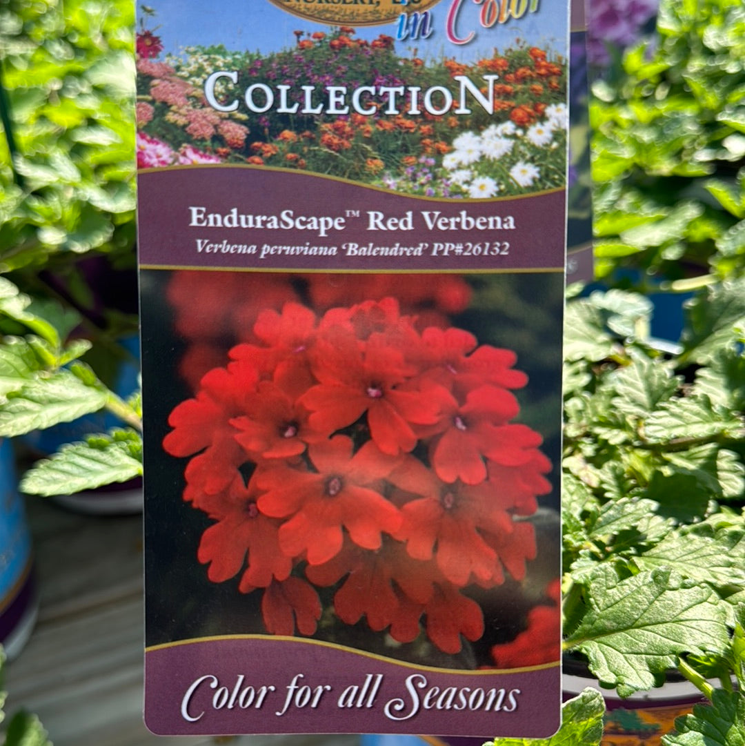 Verbena Endurascape Red