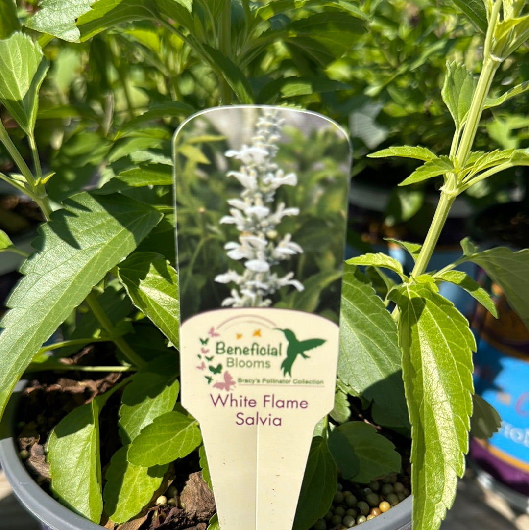 Salvia White Flame – Becnel's Home & Garden