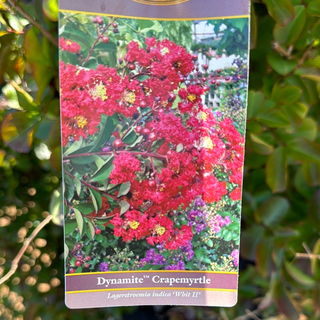 Dynamite Crape Myrtle