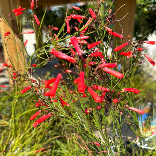 Firecracker Plant Red