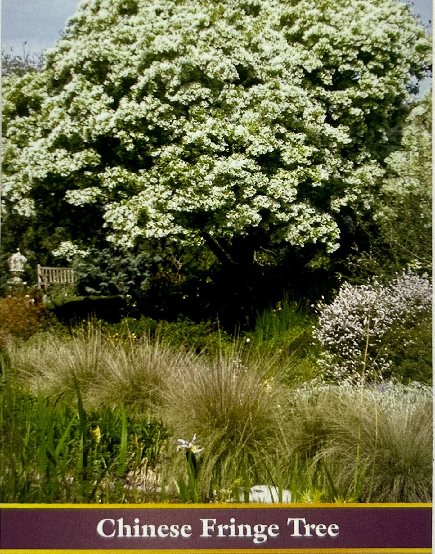 Chinese Fringe Tree