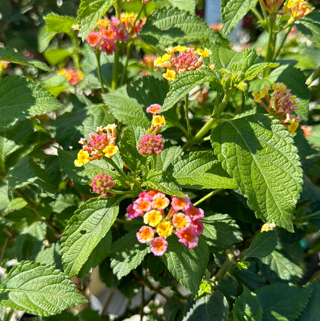 Lantana Confetti