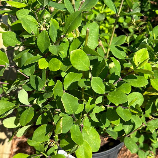 Honeysuckle Winter