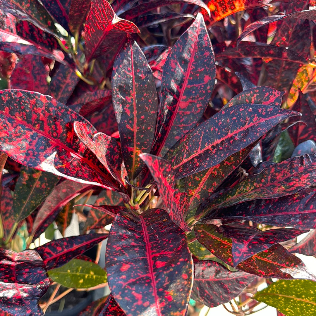 Croton Freckles