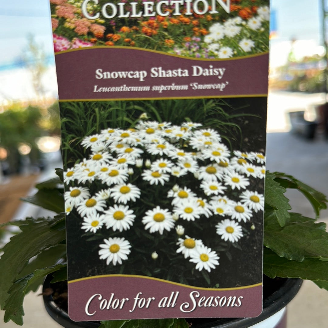 Daisy Shasta Snowcap