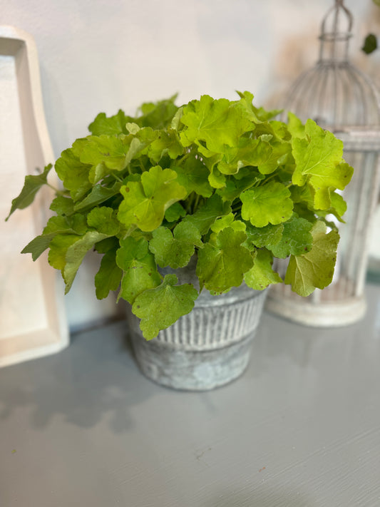 Heuchera (Coral Bells)