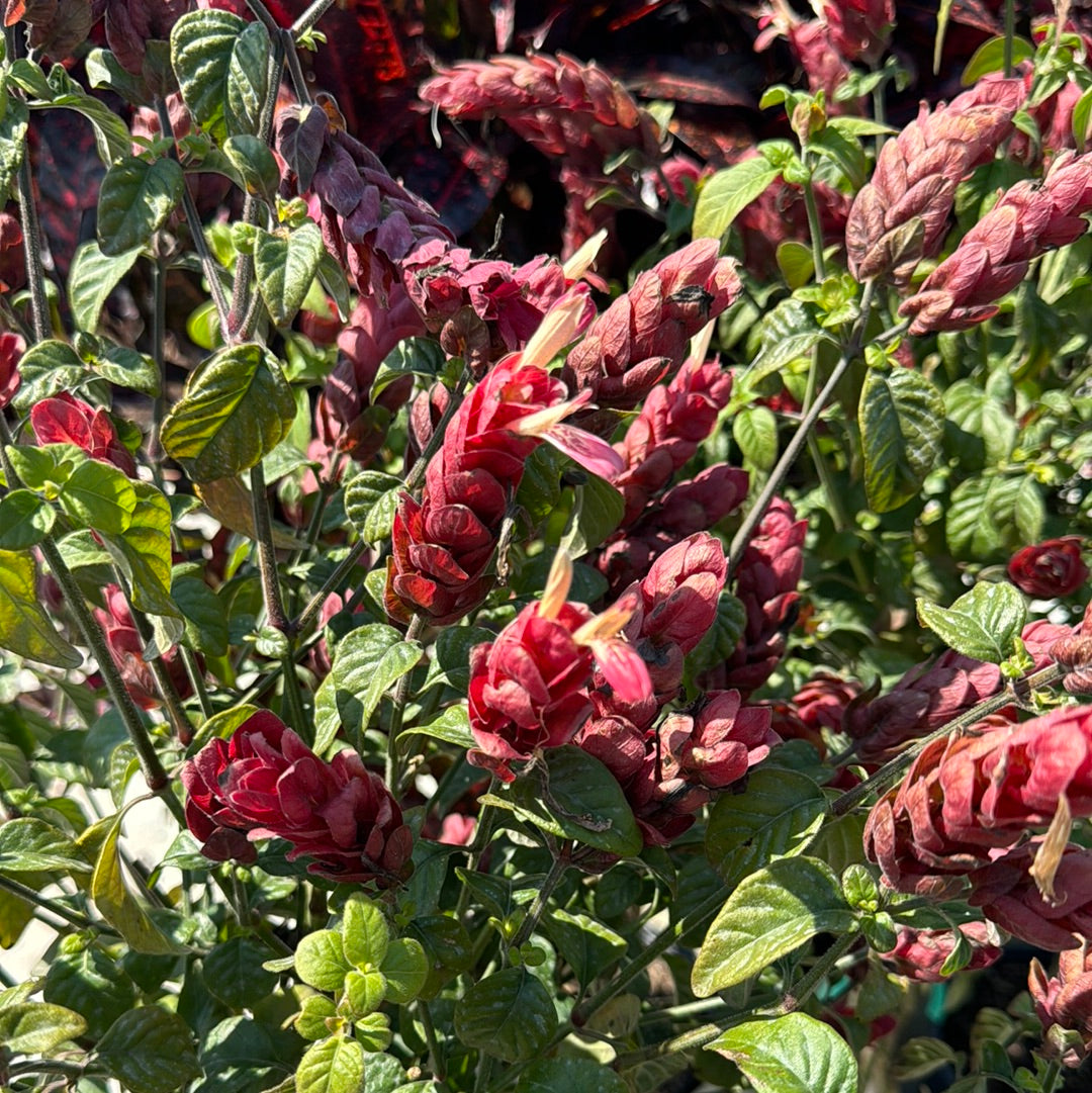 Shrimp Plant Red Braid