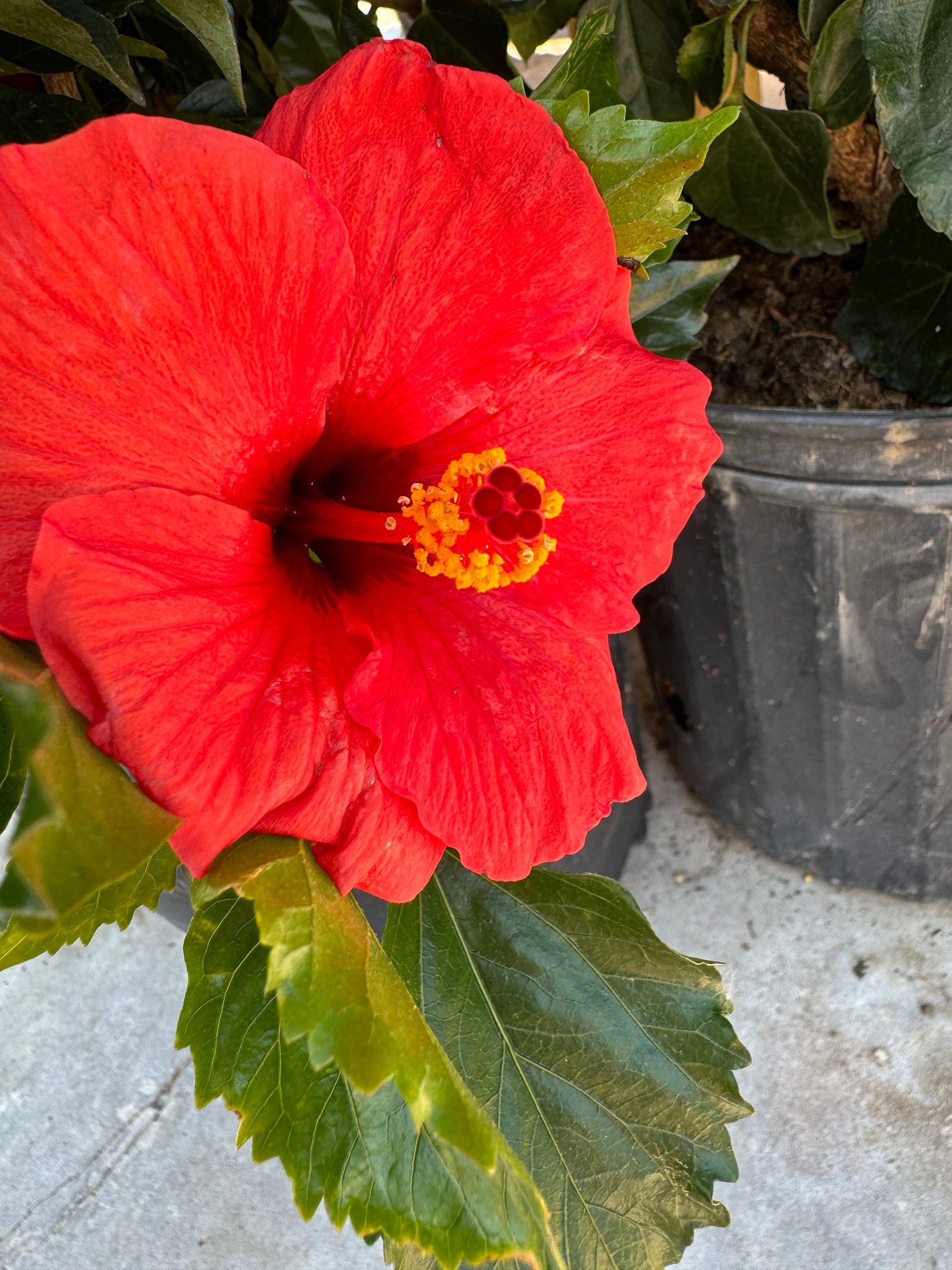 Hibiscus Fire Wind