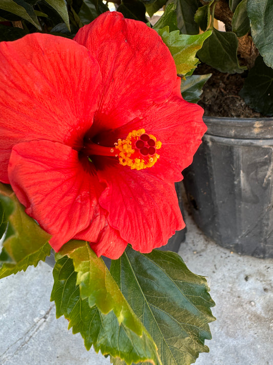 Hibiscus Fire Wind