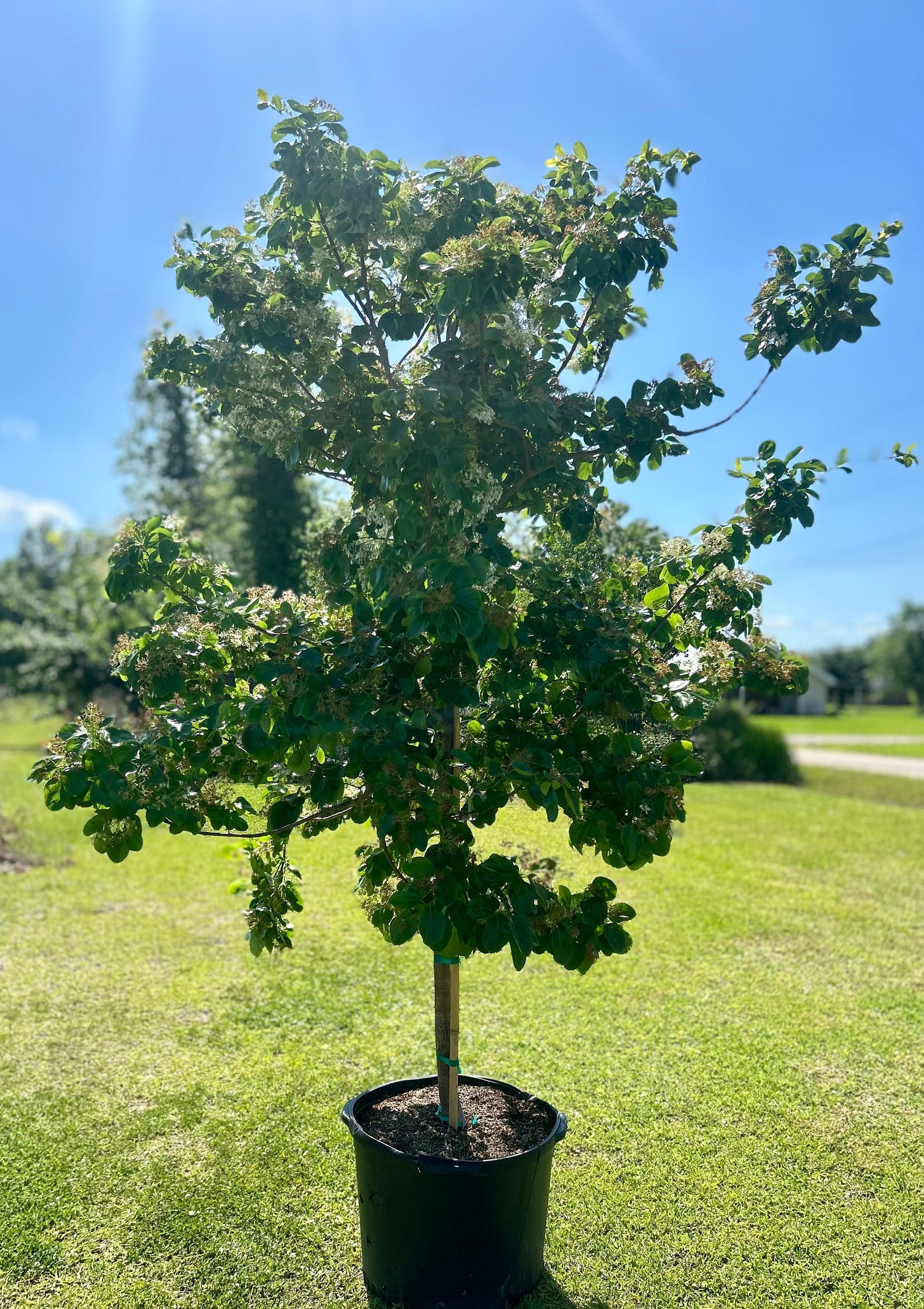 Chinese Fringe Tree