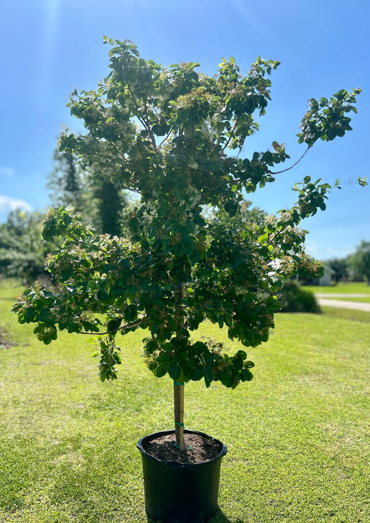 Chinese Fringe Tree