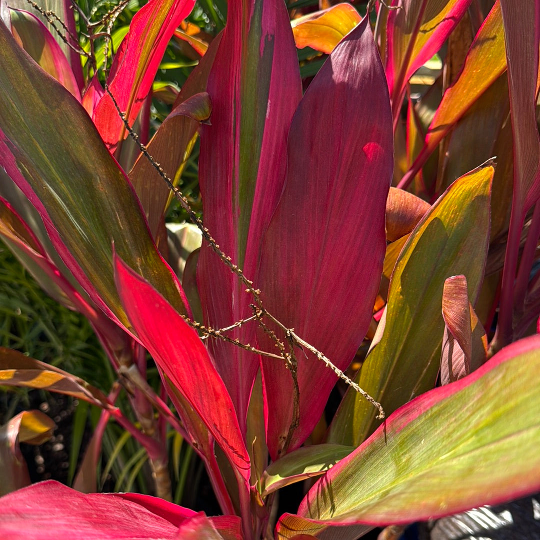 Windmill Palm