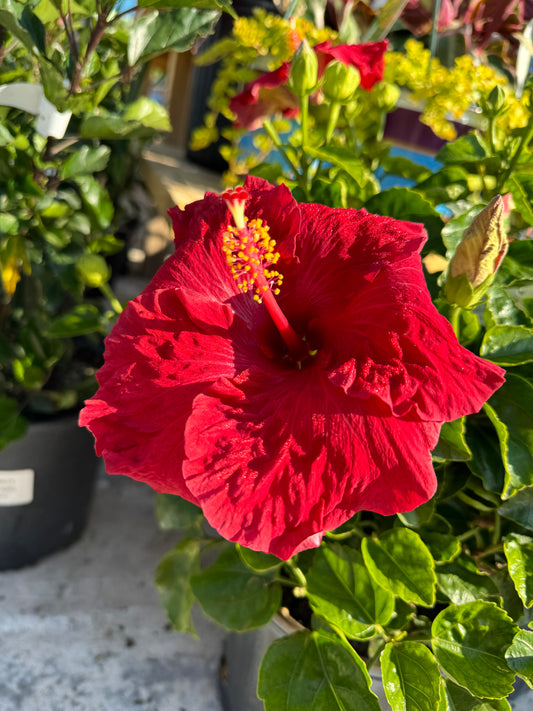 Exotic Red Hibiscus