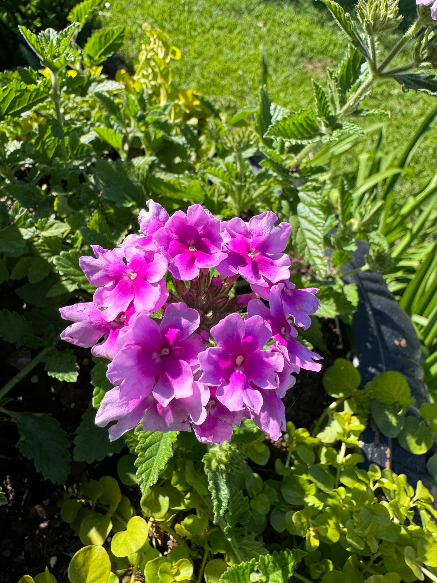 Verbena Endurascape Pink Bicolor