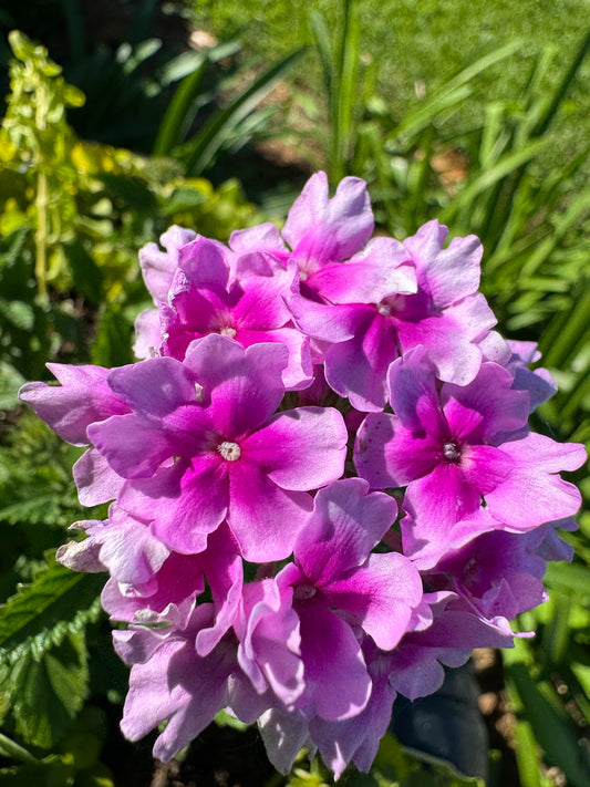 Verbena Endurascape Pink Bicolor