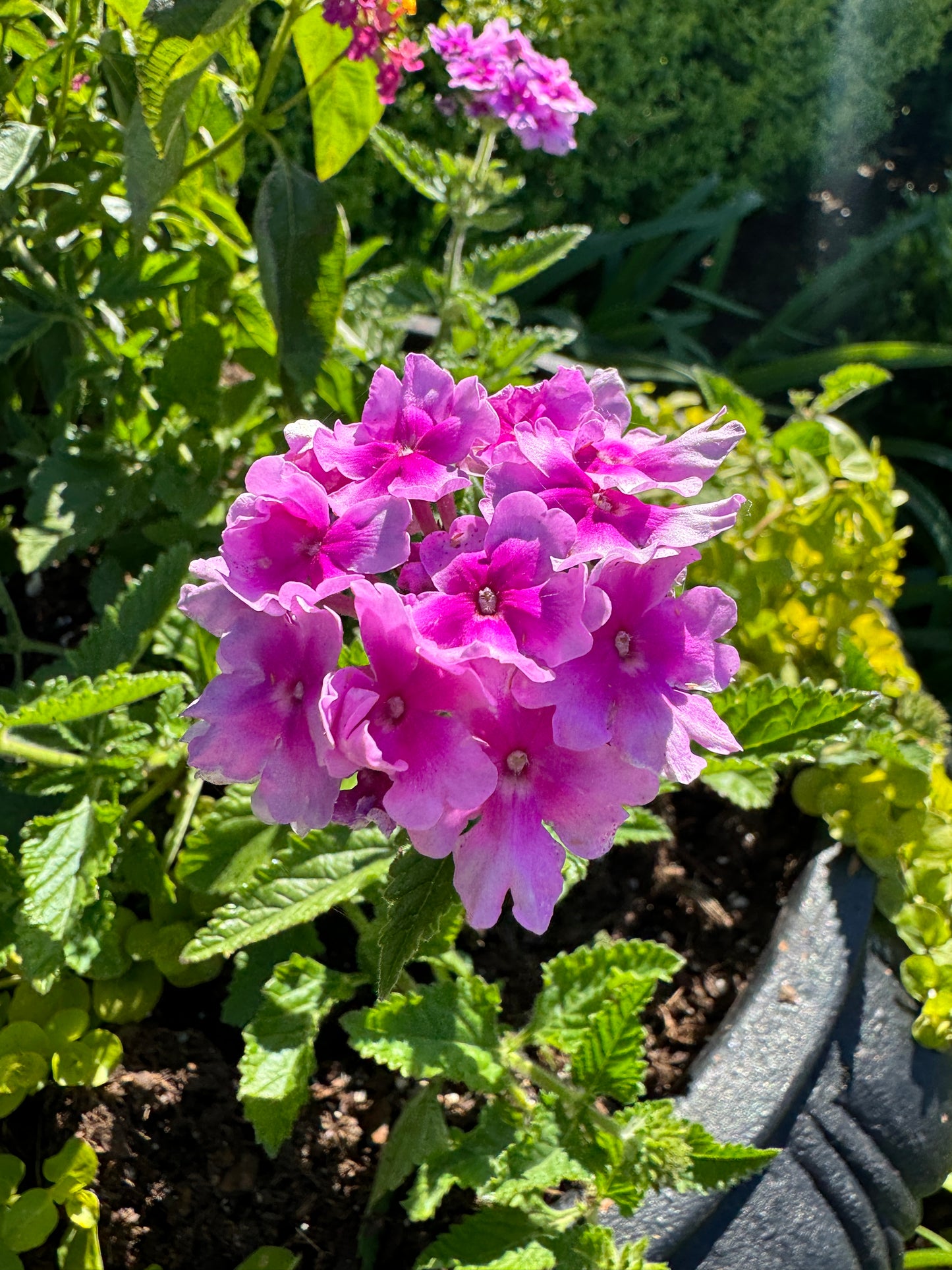 Verbena Endurascape Pink Bicolor