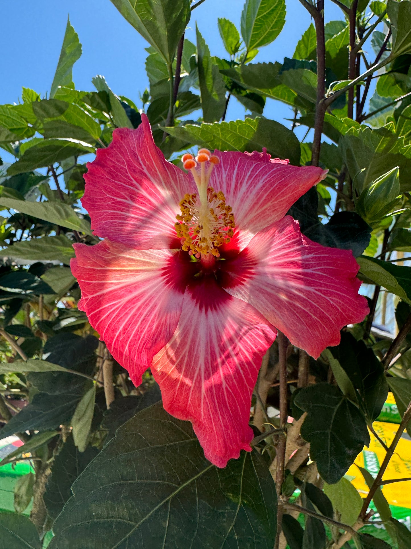 Hibiscus Painted Lady