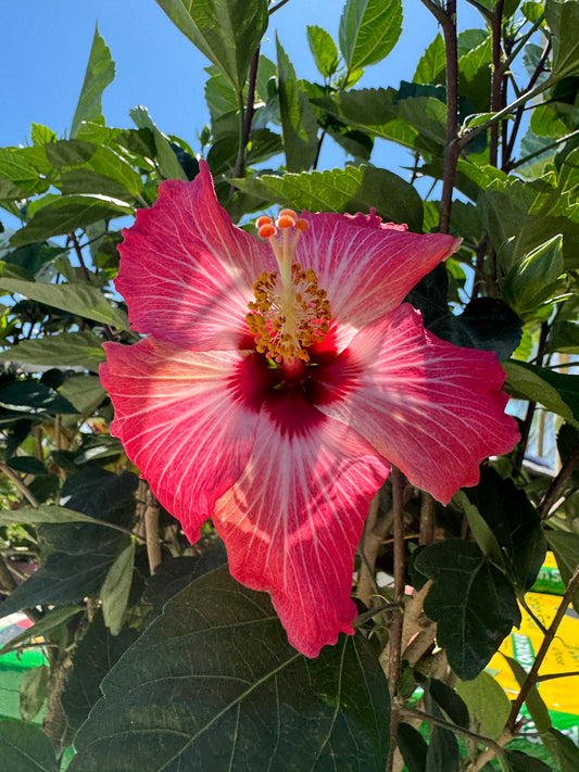 Hibiscus Painted Lady