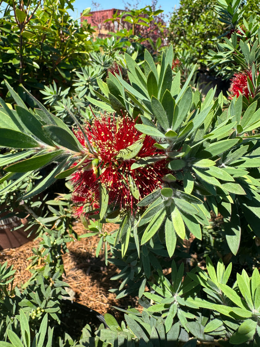 Bottle Brush Little John