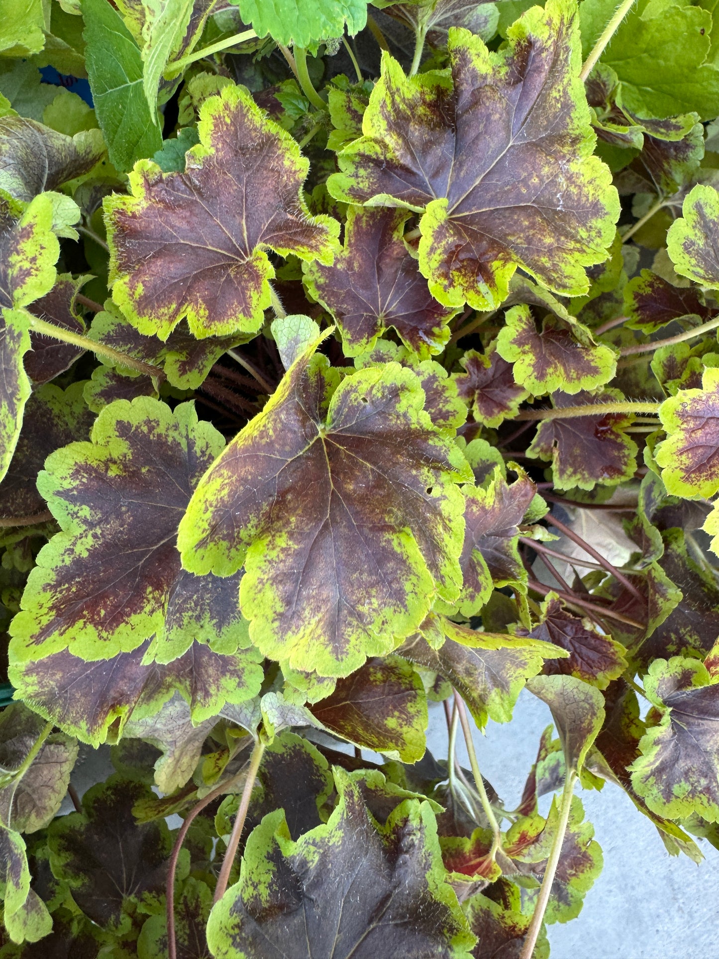 Heuchera Solar Eclipse