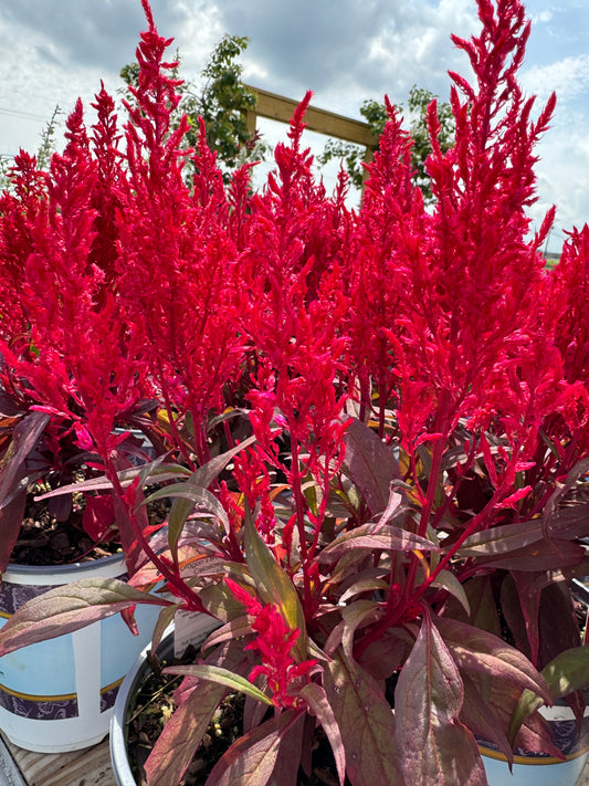 Celosia Dragon's Breath