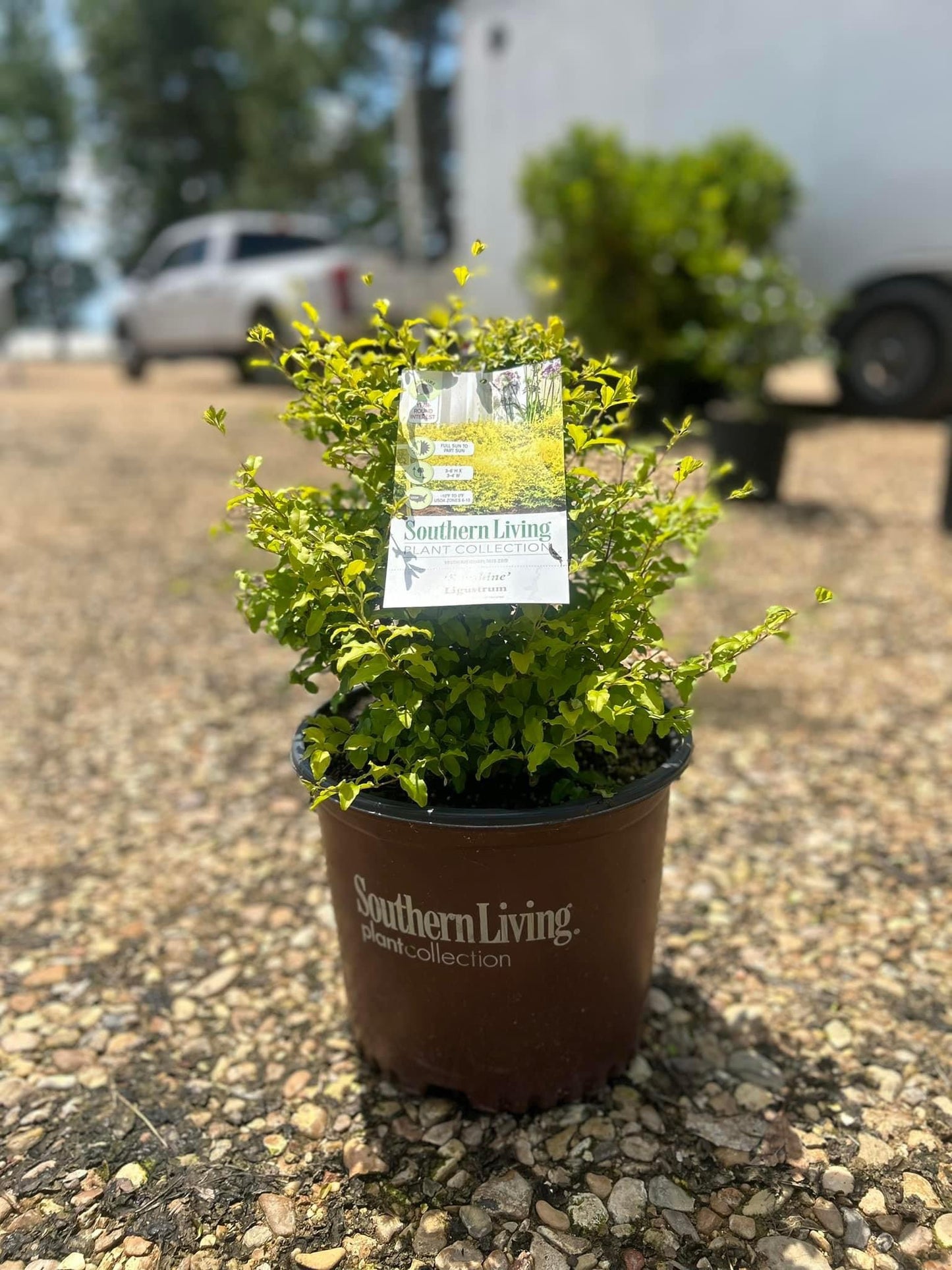 Sunshine Ligustrum