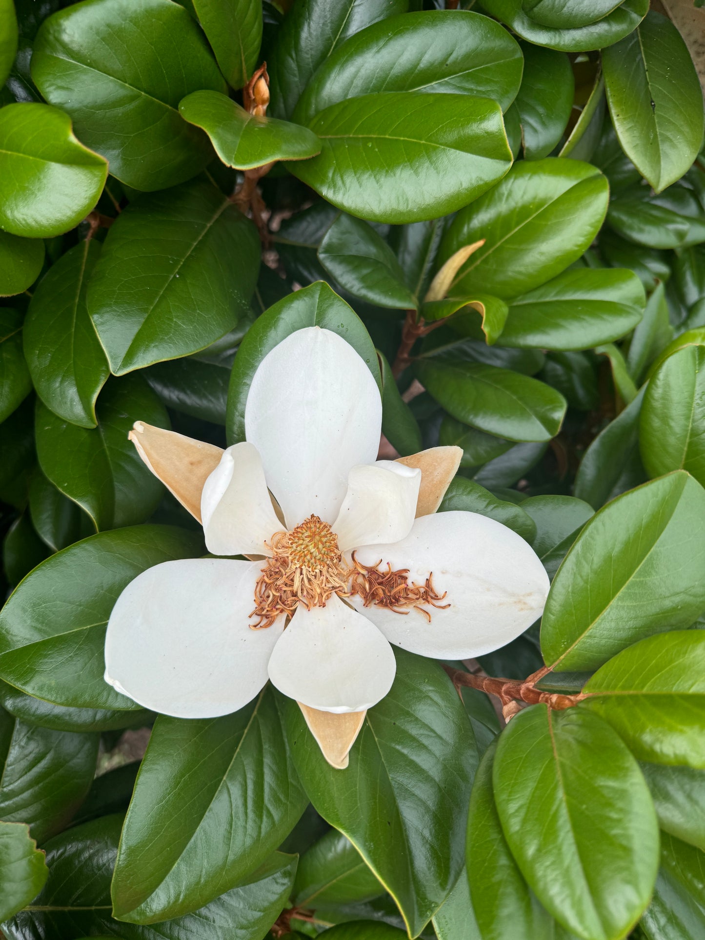 Teddy Bear Magnolia