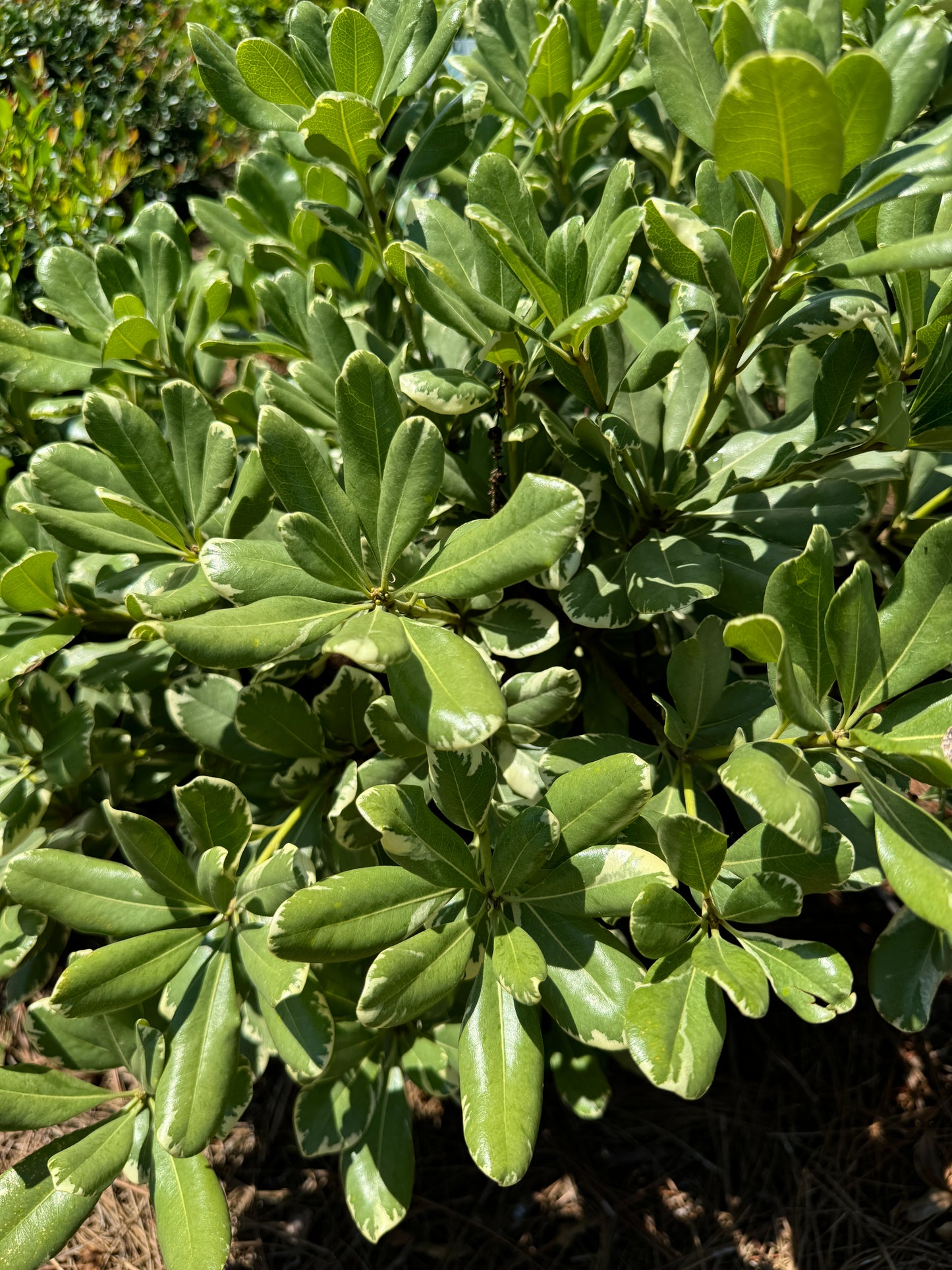 Variegated Pittosporum