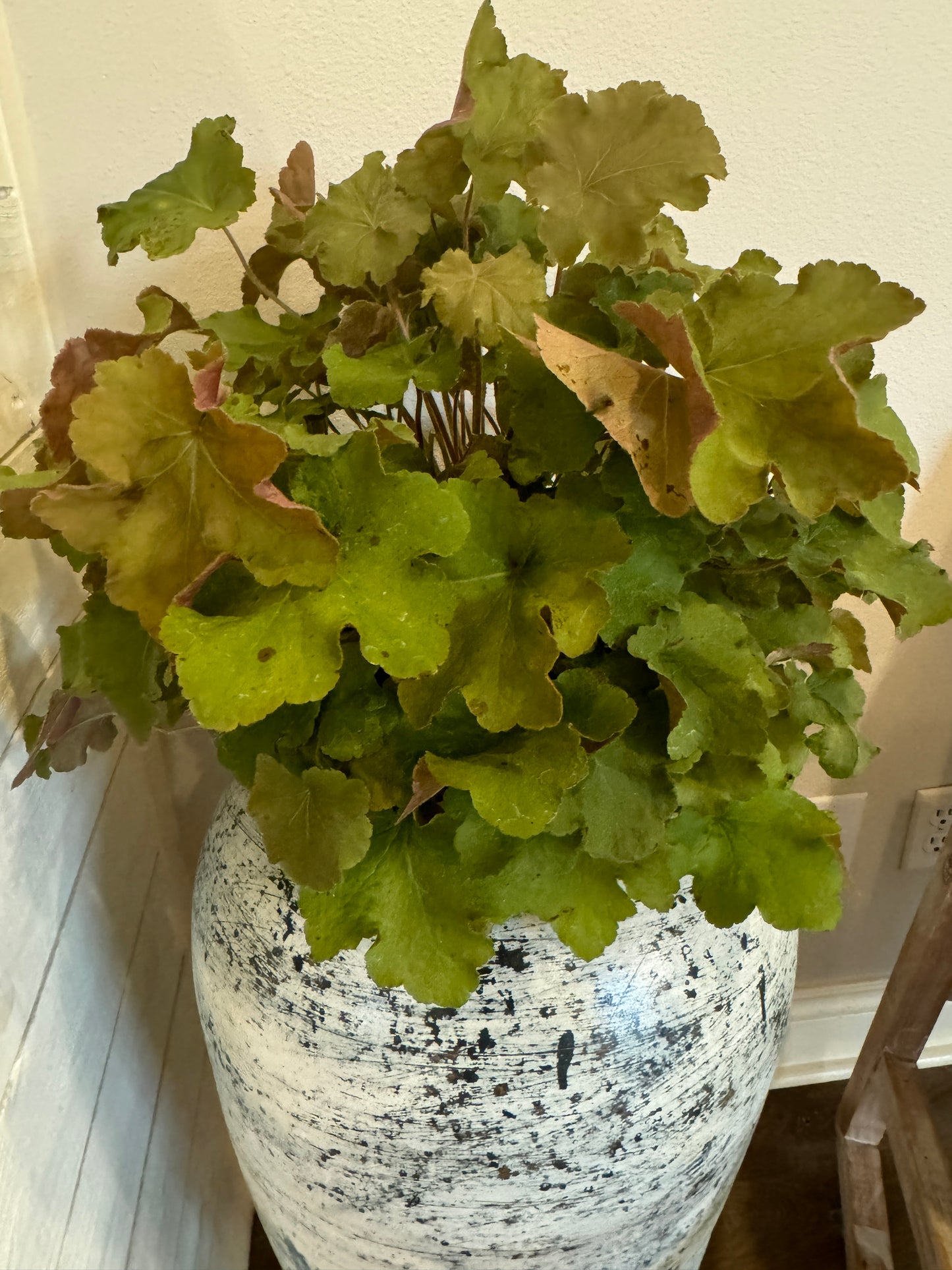 Heuchera (Coral Bells)