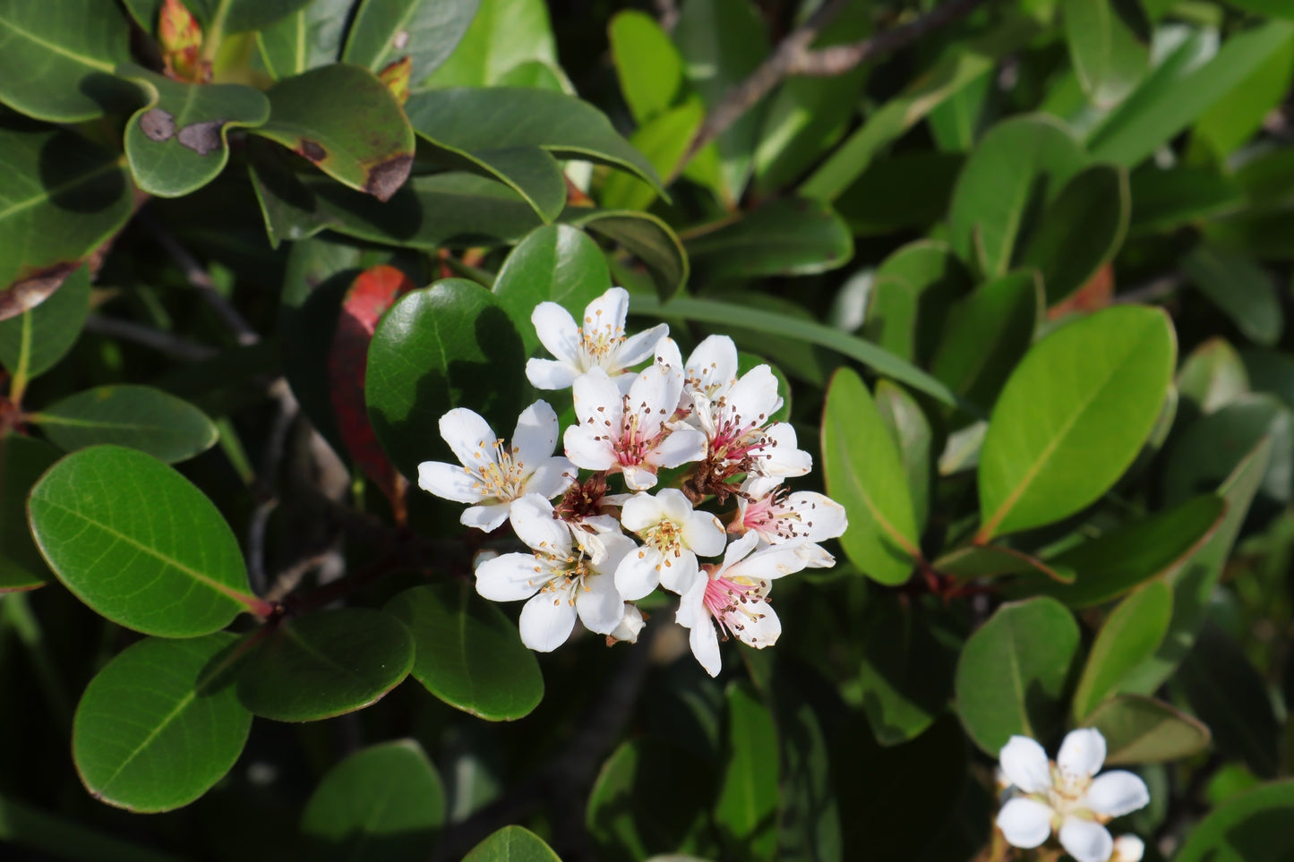 Indian Hawthorne