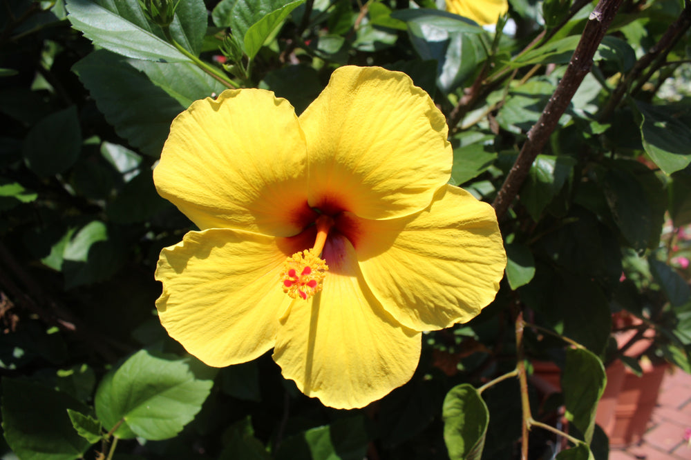 Joann Hibiscus