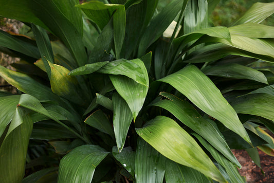 Aspidistra "Cast Iron Plant"