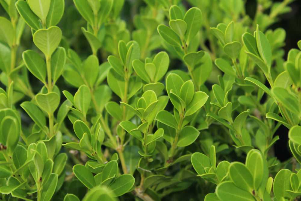 Japanese Boxwood