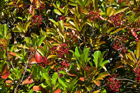 Coppertop Sweet Viburnum