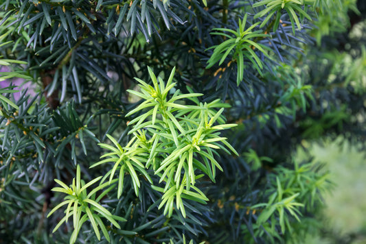 Japanese Yew