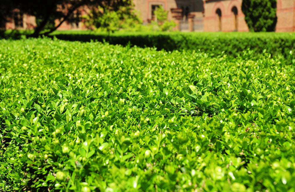 Wintergreen Boxwood