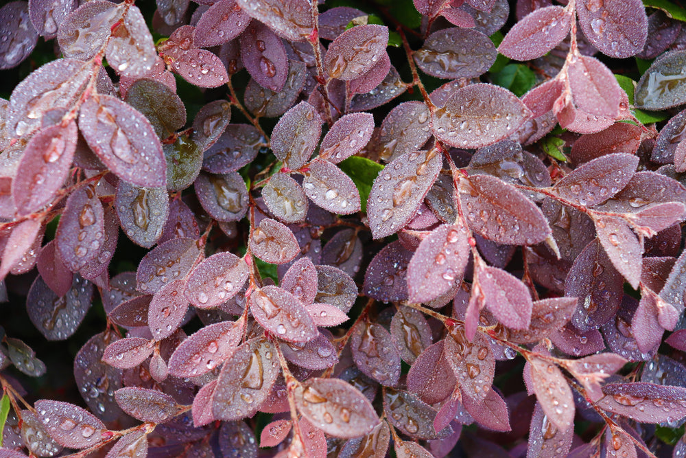 Burgundy Loropetalum