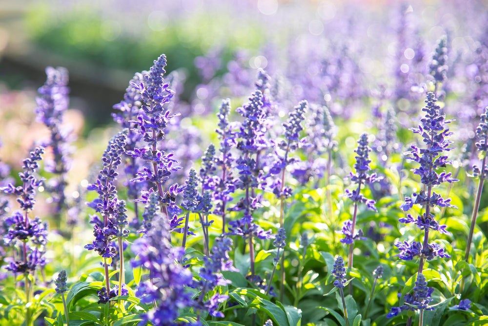 Blue Chill Salvia