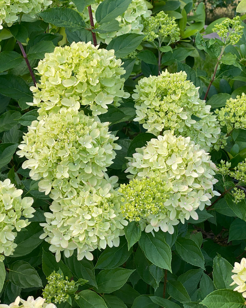 Little Lime Hydrangea