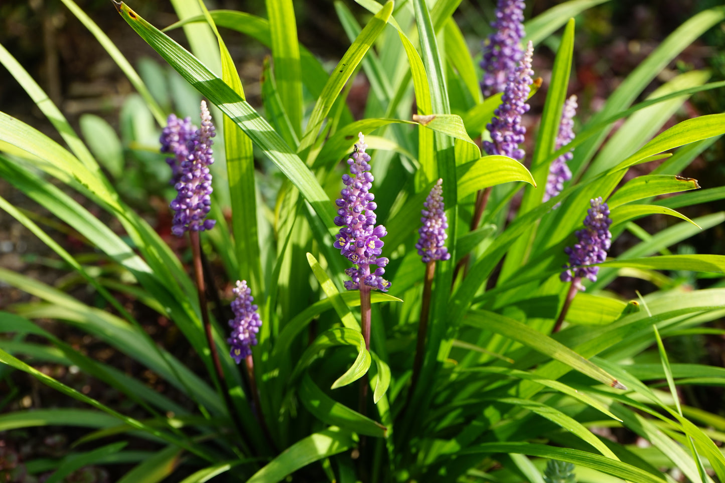 Big Blue Liriope