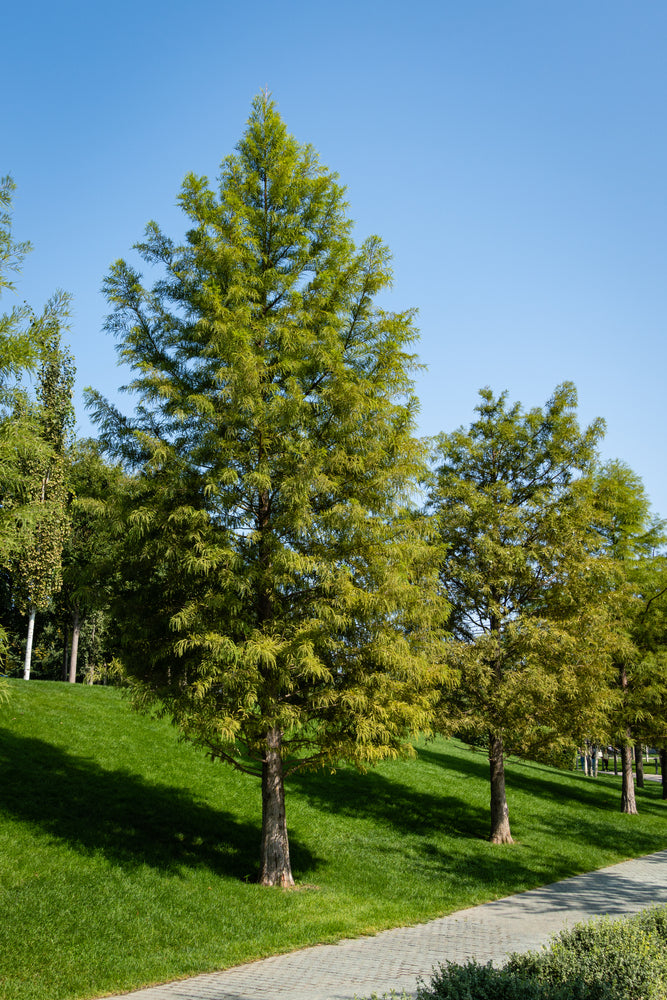 Bald Cypress