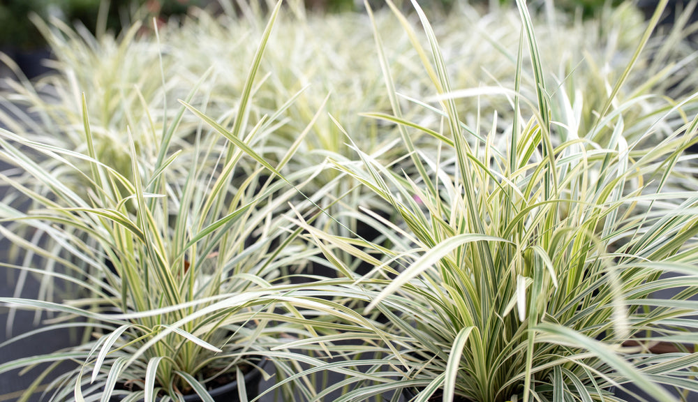 Aztec Grass