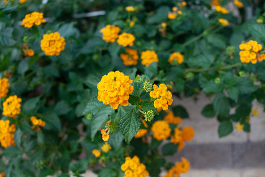 New Gold Lantana