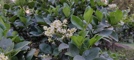 Wax Leaf Ligustrum