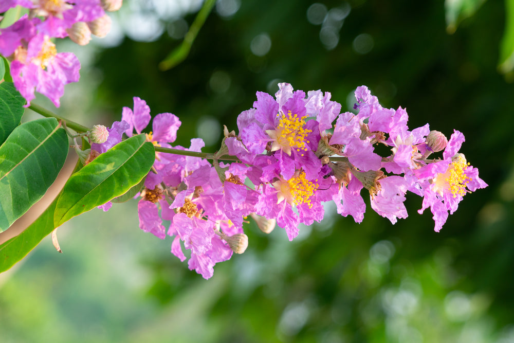 Muskogee Crape Myrtle